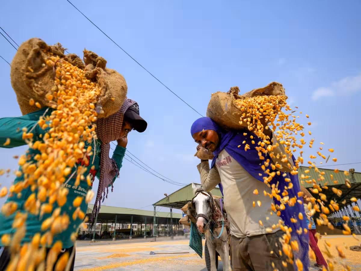 India's drought-hit maize crunch pits poultry, ethanol makers in 'me first' fight