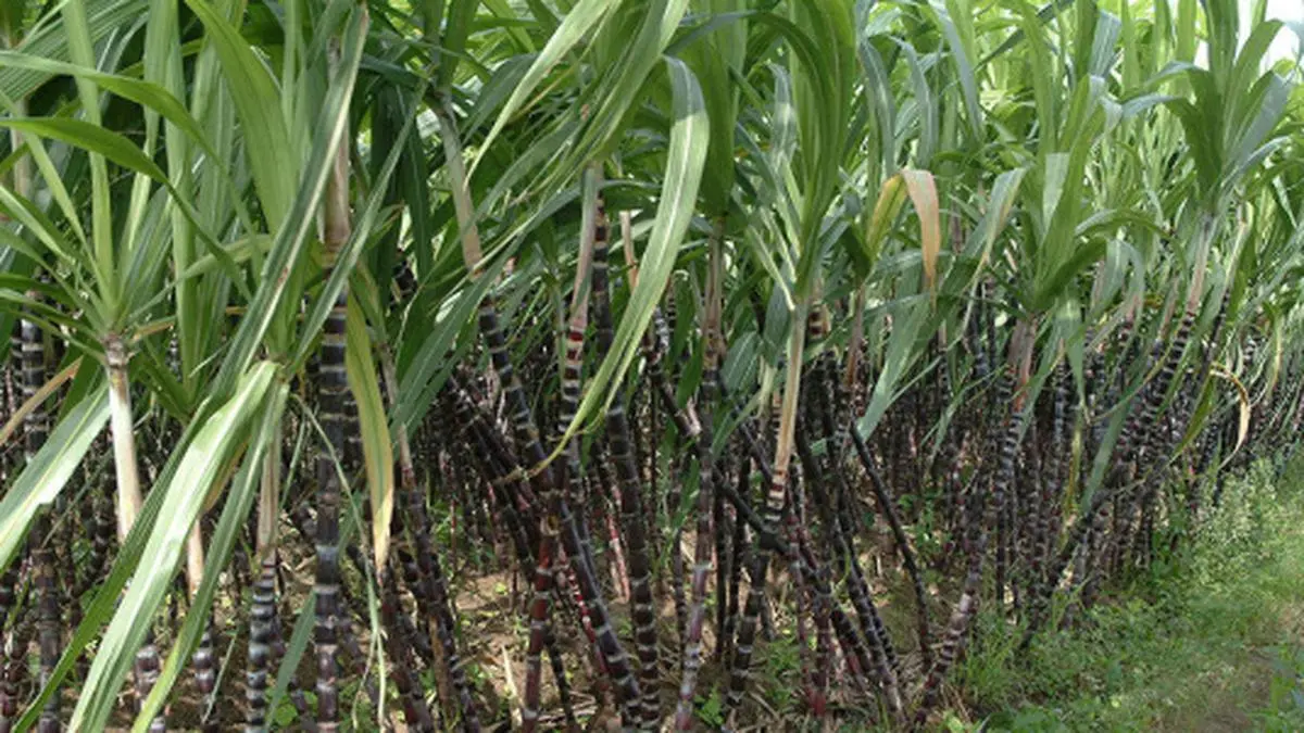 Farmers in Maharashtra and Karnataka protest for higher sugarcane prices
