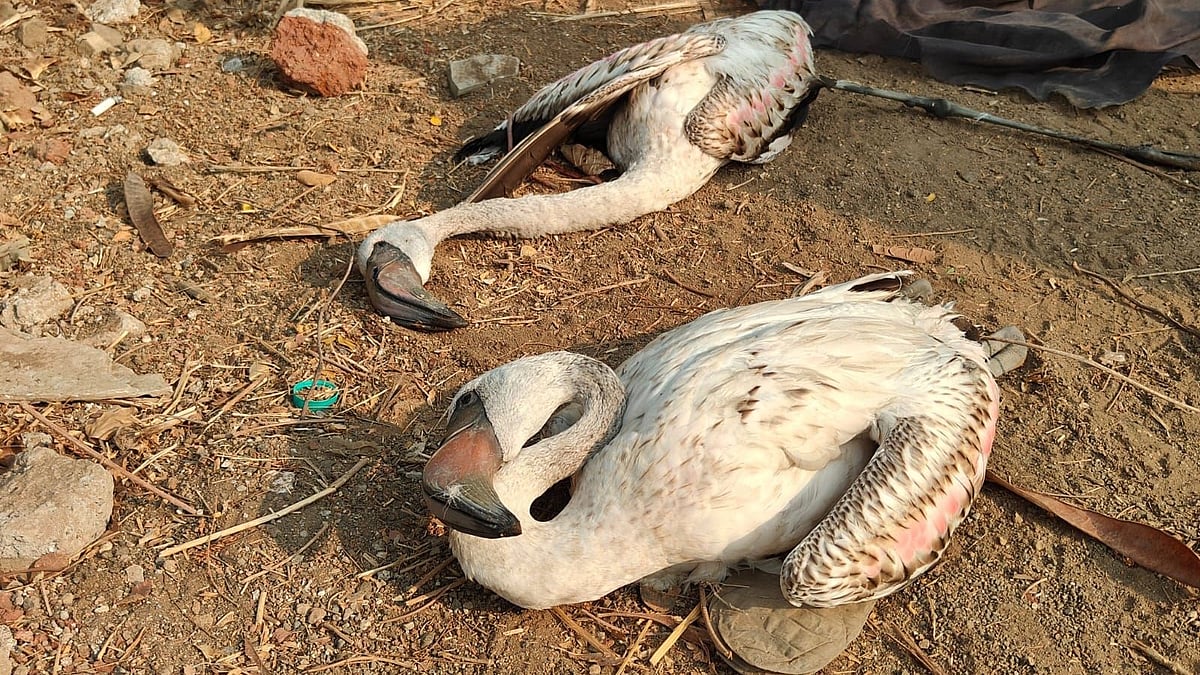 NGT Seeks Explanation From SACON Over ₹13.09 Crore Flamingo Study Costs