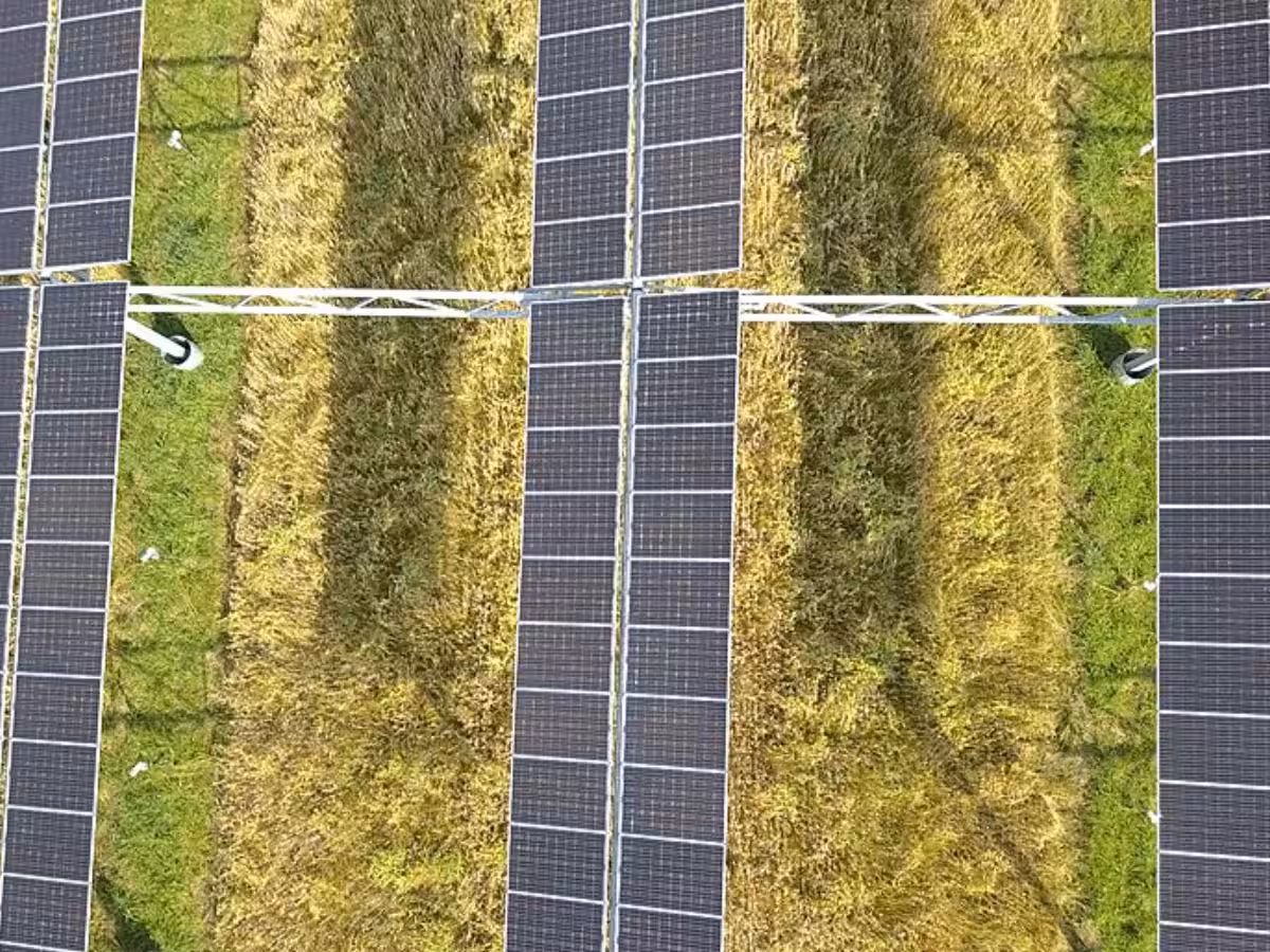 New policy in works to boost agrivoltaics in India, raising farmers' income through energy generation