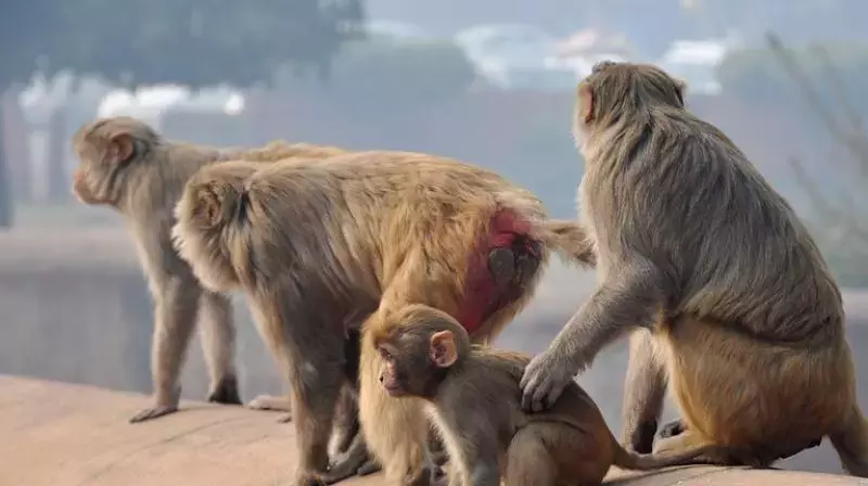 Telangana launches survey on monkey menace in villages